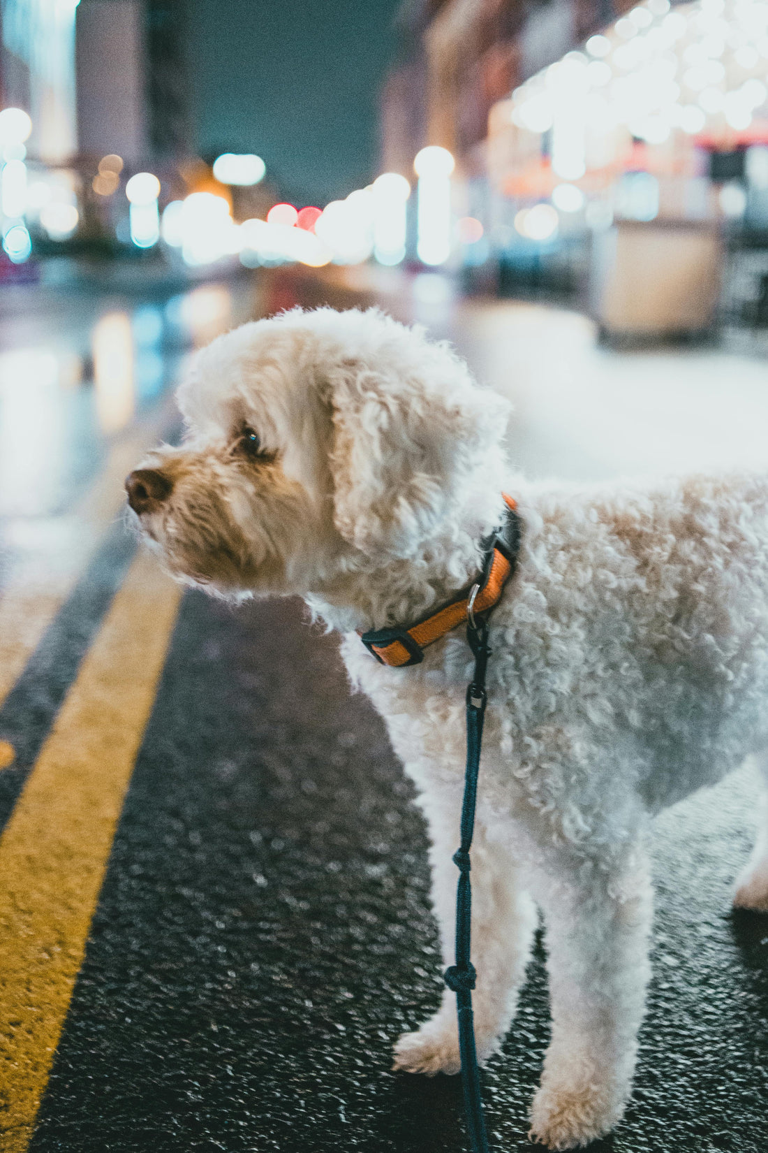 5 Reasons Every Dog Owner Needs an LED Leash for Night Walks